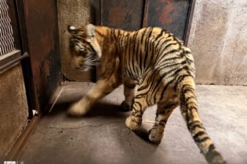 Zoológico de Morelia resguarda a felinos rescatados en Jiquilpan