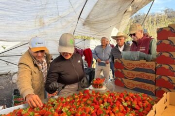 Productores de berries tendrán acceso a créditos de más de un mdp: Sader