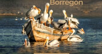 ¡Sé parte del 15° Festival Biocultural del Pelicano Borregón! ¡Sé parte del 15° Festival Biocultural del Pelicano Borregón!