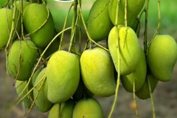 Con gran éxito, concluyó el foro internacional del mango