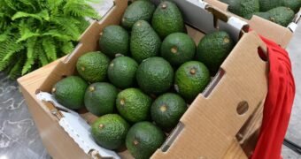 Michoacán va por la protección total de su aguacate: Sedeco