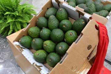 Michoacán va por la protección total de su aguacate: Sedeco