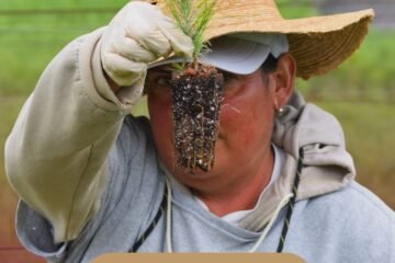 ¿Tienes un predio forestal? Solicita ya en la Cofom tus árboles gratuitos para reforestar