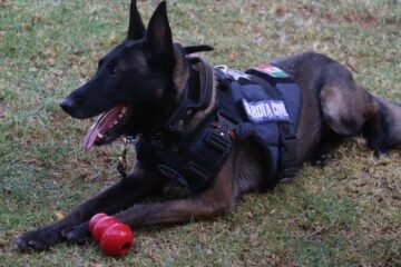 Agrupamiento de Equinos y Caninos se especializa en detección de narcóticos y explosivos: SSP