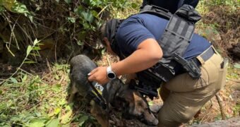 Realiza FGE búsqueda forense en Ziracuaretiro; localizan restos óseos humanos