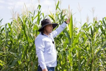 Casi 12 mil productores beneficiados con incentivos para maíz blanco en Michoacán Casi 12 mil productores beneficiados con incentivos para maíz blanco en Michoacán