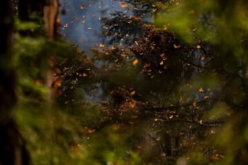 Inversión de 1 mdd fortalece la protección de la Reserva de la Biósfera de la Mariposa Monarca