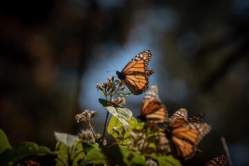 ¡Se acaba el tiempo! Última oportunidad para visitar los santuarios de la Mariposa Monarca ¡Se acaba el tiempo! Última oportunidad para visitar los santuarios de la Mariposa Monarca