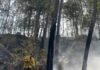 Incendio en Área Natural Protegida de Tzitzio, controlado al 100 % Incendio en Área Natural Protegida de Tzitzio, controlado al 100 %