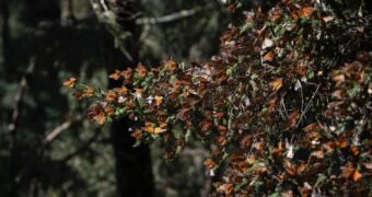 Premian a Michoacán por la Monarca como la mejor experiencia natural de México
