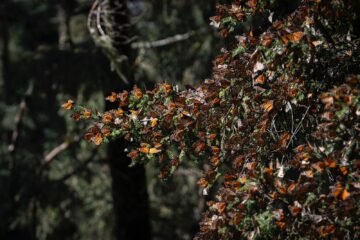 Premian a Michoacán por la Monarca como la mejor experiencia natural de México