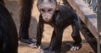 Hay noticias que llenan de alegría el corazón