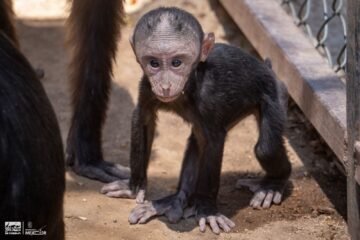 Hay noticias que llenan de alegría el corazón Hay noticias que llenan de alegría el corazón
