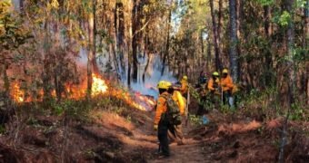 Controlado parcialmente el incendio de Nuevo Urecho Controlado parcialmente el incendio de Nuevo Urecho