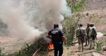 SSP y Defensa incineran 12 mil 600 plantas de mariguana