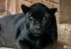 Busca Zoológico de Morelia reproducción de jaguares bajo cuidado humano