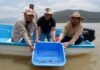 Gobierno de Michoacán siembra mil ejemplares de achoque en el lago de Pátzcuaro