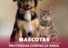 SSM vacuna a más de 104 mil perros y gatos contra la rabia en Michoacán SSM vacuna a más de 104 mil perros y gatos contra la rabia en Michoacán