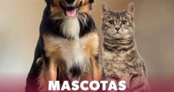 SSM vacuna a más de 104 mil perros y gatos contra la rabia en Michoacán SSM vacuna a más de 104 mil perros y gatos contra la rabia en Michoacán