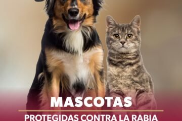 SSM vacuna a más de 104 mil perros y gatos contra la rabia en Michoacán SSM vacuna a más de 104 mil perros y gatos contra la rabia en Michoacán