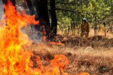 Incendio controlado; más de mil hectáreas dañadas
