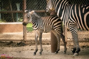 ¡La familia del Zoológico de Morelia sigue creciendo!💙🦓