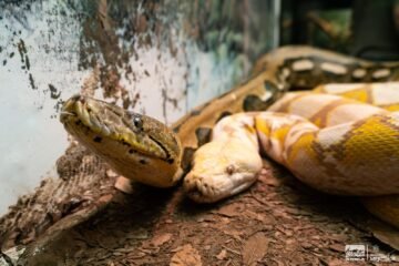 ¿Sabías que en el Zoológico de Morelia hay una serpiente de 5 metros? ¡Ve a conocerla!