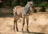 ¡Bienvenido a casa! Nace cebra de Grant en el Zoológico de Morelia