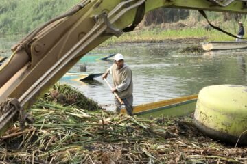 Bedolla constató el avance en el retiro de lirio y chuspata en los canales Las Garzas, Tócuaro, Jarácuaro y Chapultepec del lago de Pátzcuaro Bedolla constató el avance en el retiro de lirio y chuspata en los canales Las Garzas, Tócuaro, Jarácuaro y Chapultepec del lago de Pátzcuaro