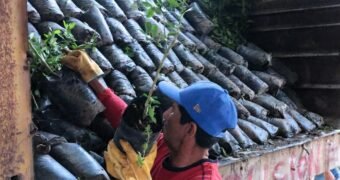 Impulso histórico al limón michoacano; avanza renovación de huertas en Tierra Caliente