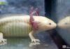 Zoológico de Morelia llevará ciencia para el rescate del ajolote a EE.UU.