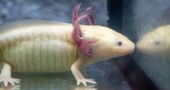 Zoológico de Morelia llevará ciencia para el rescate del ajolote a EE.UU.