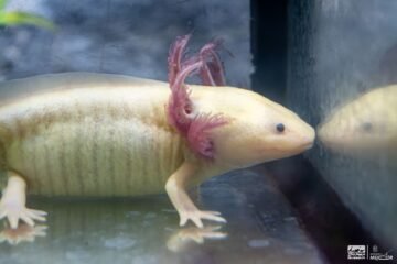 Zoológico de Morelia llevará ciencia para el rescate del ajolote a EE.UU.