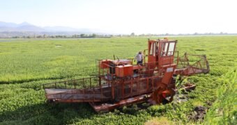 Arranca limpieza en la presa Malpaís para combatir el lirio acuático y proteger el agua: Bedolla