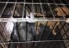 En Apatzingán, rescata FGE a 7 caninos en condiciones de maltrato