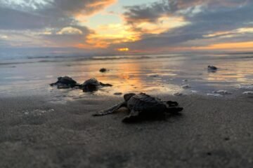 Nacen más de 6.7 millones de tortugas marinas en la Costa michoacana
