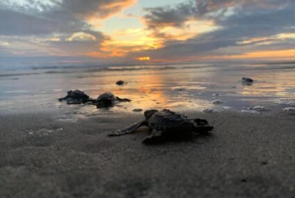 Nacen más de 6.7 millones de tortugas marinas en la Costa michoacana
