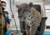 Zoológico de Morelia resguardará a jaguar asegurado por autoridades en Zitácuaro