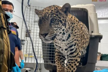Zoológico de Morelia resguardará a jaguar asegurado por autoridades en Zitácuaro