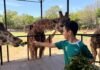 “Contando Manchas”: una experiencia para conocer y alimentar jirafas en el Zoológico de Morelia “Contando Manchas”: una experiencia para conocer y alimentar jirafas en el Zoológico de Morelia