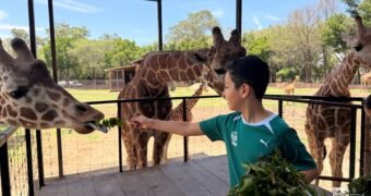 “Contando Manchas”: una experiencia para conocer y alimentar jirafas en el Zoológico de Morelia “Contando Manchas”: una experiencia para conocer y alimentar jirafas en el Zoológico de Morelia