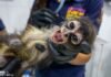 Con personal especializado, Zoológico de Morelia brinda atención a mono araña rescatado por Profepa Con personal especializado, Zoológico de Morelia brinda atención a mono araña rescatado por Profepa
