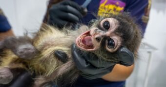 Con personal especializado, Zoológico de Morelia brinda atención a mono araña rescatado por Profepa Con personal especializado, Zoológico de Morelia brinda atención a mono araña rescatado por Profepa