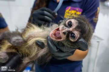 Con personal especializado, Zoológico de Morelia brinda atención a mono araña rescatado por Profepa