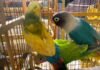 Recibe Zoológico de Morelia 83 aves aseguradas por Profepa
