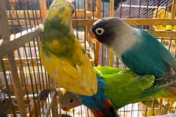 Recibe Zoológico de Morelia 83 aves aseguradas por Profepa