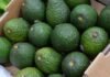 Michoacán, referente nacional en la protección del patrimonio gastronómico y artesanal