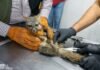 Zoológico de Morelia recibe a zorro gris rescatado por Profepa Zoológico de Morelia recibe a zorro gris rescatado por Profepa