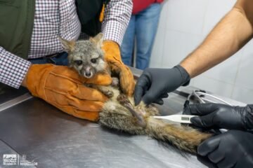 Zoológico de Morelia recibe a zorro gris rescatado por Profepa