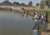 Con obras de conservación, Programa de Empleo Temporal blinda al lago de Pátzcuaro
